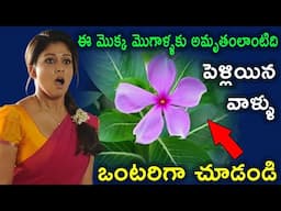 Plant Benefit vastu tips | ఈ మొక్క మీకు గుర్రపు బలాన్ని ఇస్తుంది | Infosecret