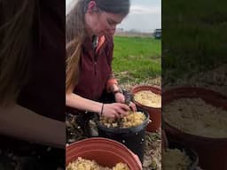 Planting Biennials at Heritage Farm