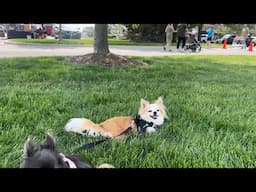 Chihuahuas visit the farmers market!