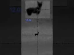 Early season coyote