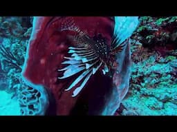 Bull Shark Diving in Mexico with Pro Dive | Thrilling Underwater Experience!
