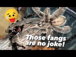 Tarantula does YOGA before DOING THE DEED… TWICE!!!!