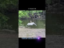 Why Did the Heron Do That? #shorts