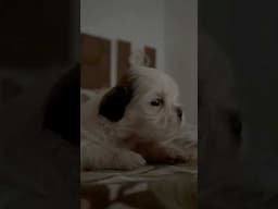 Watch My Shih Tzu Puppy Bark for the First Time – Viral Moment! #ShihTzu #PuppyFirstBark #doglife