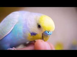 Excited Budgies Sing with Joy After Getting Their Nest Boxes!