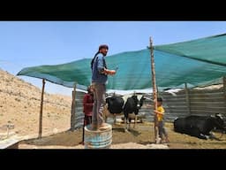 Sajjad builds a canopy to protect the cows