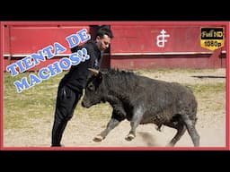 TIENTA DE MACHOS!! 100%BF (30-3-25)