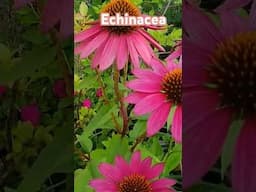 Echinacea Cone flower 🌼 A must have perennial #garden #flowers #gardening #shorts #new