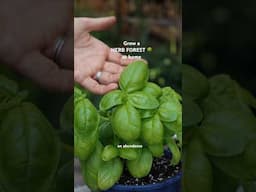 do THIS to grow herbs at home & save money #cookingathome #basil #savemoney