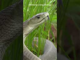 The most feared snake of Africa - the Black mamba