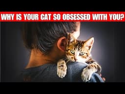 Is your cat super needy and clingy? Find out what's behind it
