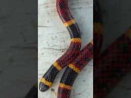 Flipping a Coral Snake Under a Discarded Trash!