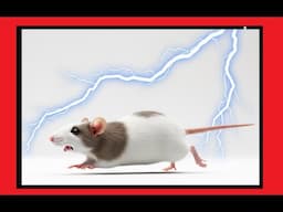 ULTRASONIC RAT REPELLENT _ GET RID OF RATS  - PEST CONTROL