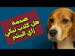مش هتصدق.. الكلاب بتبكي فعلاً؟!"