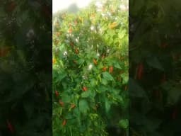 Ang Daming bunga nga Sili Ko #shortvideo #trendingvideos  #news