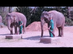 Free contact Asian elephants (use of ankus for training demonstration) at Hagenbeck's Tierpark