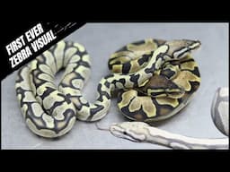 WORLDS FIRST Ball Python - Introducing The ZEBRA DG!