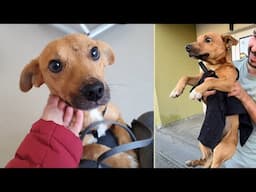 Scared Homeless Dog Realizes He's Been Rescued