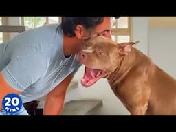 No one Wanted to Live with These PitBulls… until now! 😅
