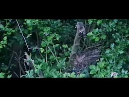 Goblins etc.. #stories #folklore #legends #myth #Fae