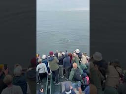 Whale Watching This Sunday in Monterey Bay! (Spots Left)