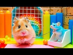🛑 Adorable Hamster Escapes the Ball Rainbow Prison Maze in Real Life | Hamster Maze