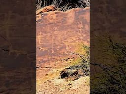 Ant People Rock Art and Artifacts