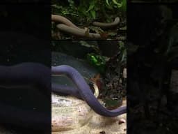 Virtual Keeper Talk: Caecilians