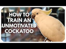 This Cockatoo Wants NOTHING to Do With Us! 😩