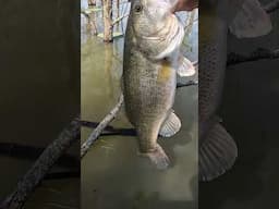 The thick ones live in the thick of it! #bassfishing #kayakfishing #fishing