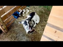 Goat Recovery: Time To Make A Decision Cookie Update VLOG #8