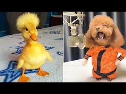 Funniest Animals 2025 😂 Best Funny Cats and Dogs 😻🐶 Part 21 | Cute Baby Dogs