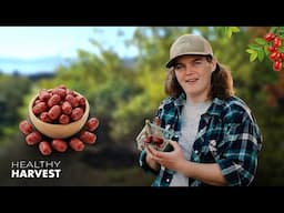 Jujubes: The Superfood You Never Knew You Needed