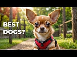 Is the Chihuahua the Ultimate Miniature Dog Breed?