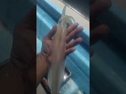 Sotong