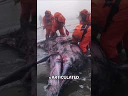 Strange Creature Washes Ashore in Iceland—Locals Say It’s Not From Earth