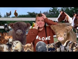 HOMESTEADING ALONE: first solo homestead build