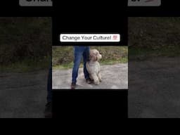 Change your culture, change the dog. #dogtraining #dogtrainer #dogobedience #dogcoach #dogshorts