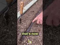 Incredible gardening seed sowing trick for gardens and growing plants!
