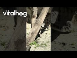 Snow Leopard Pulls Off an Incredible Backflip || ViralHog