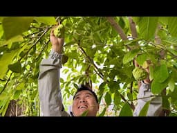 Spring Preparations of Tropical Fruit Trees in California’s Central Valley