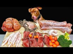 BEST DOG ASMR MUKBANG PITBULL EATING RAW FOODS