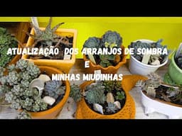 ATUALIZAÇÃO  DOIS ARRANJOS DE SOMBRA E SUCULENTAS MIUDINHAS
