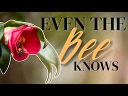 The Garden Wasn’t Free: A Visual Easter Prayer