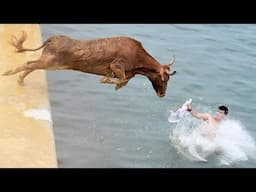 Funny Videos Of The Year