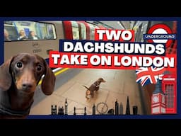 A Day in London with My Dachshunds 🇬🇧🐾