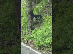 Coming down from the mountain I ran across this beautiful black bear (henrys) family!! #blackbear