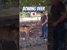 The Sacred Bowing Deer in Nara Japan are Amazing! ❤️🇯🇵🦌#Japan #narajapan #deer #cuteanimals