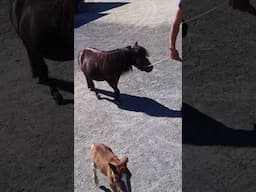 Baby miniature horse with mom