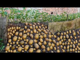Growing Potatoes for Beginners